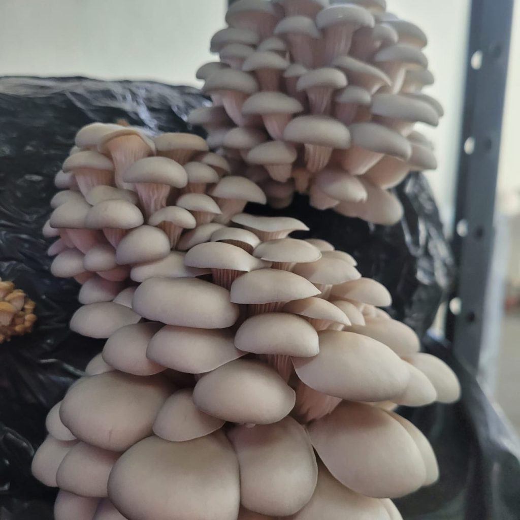 Pleurotus frutificando