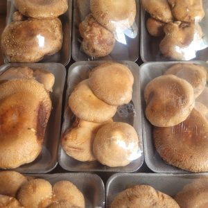 Shitake